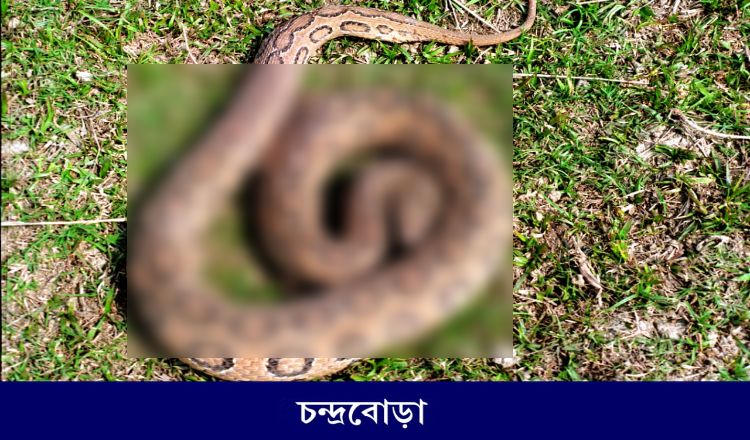 থানায় হাজির রাসেল ভাইপার, যে কাণ্ড ঘটল